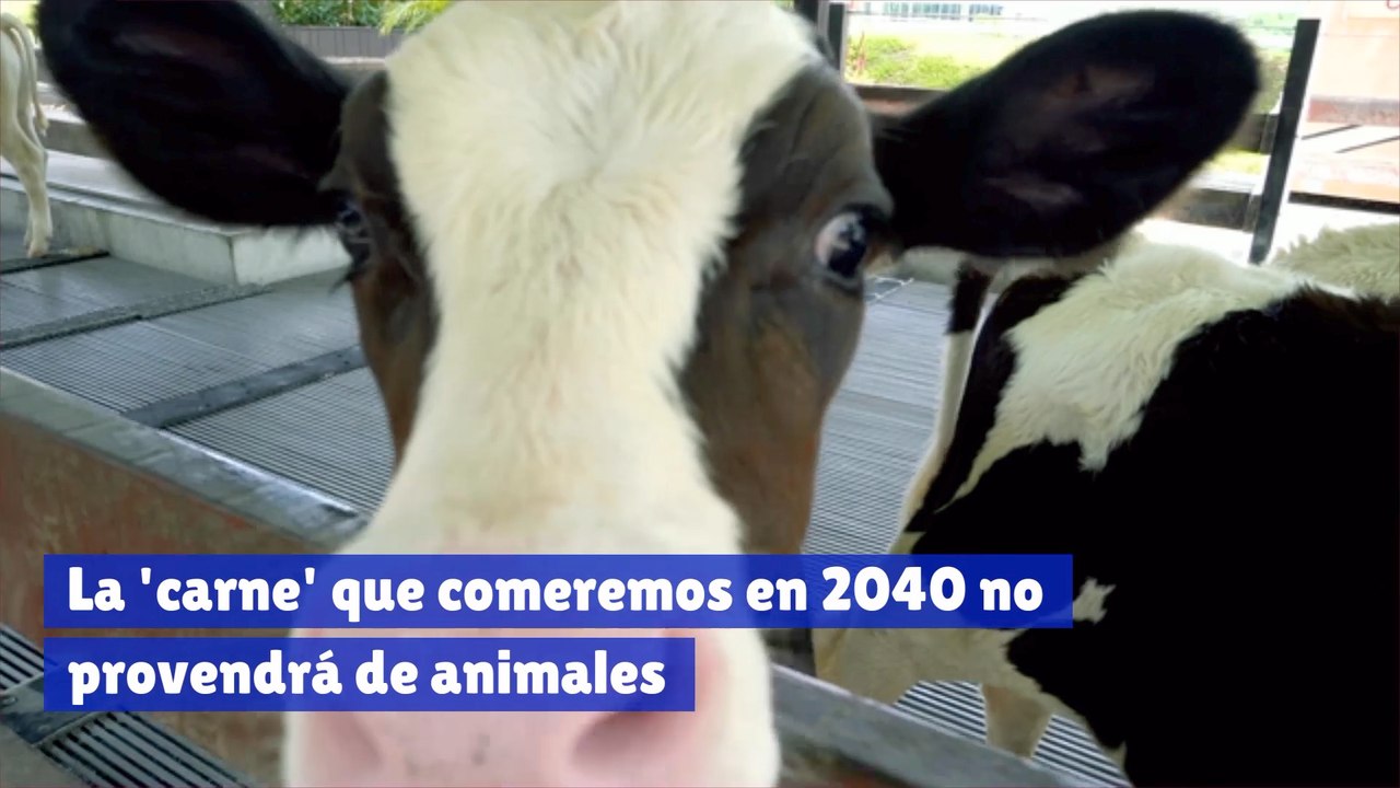 La carne que comeremos en 2040 no provendrá de animales