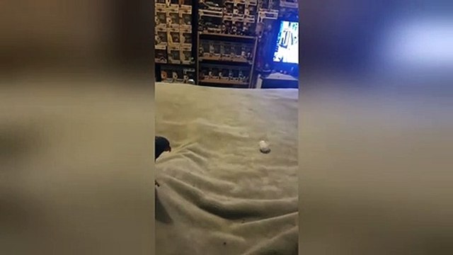 Pet bird plays fetch like a dog with paper ball in Australian home