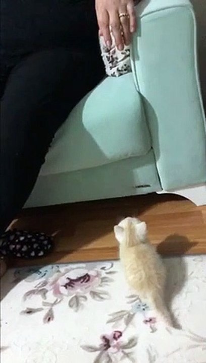 Kitten adorably fails at trying to get onto couch during pathetic jump