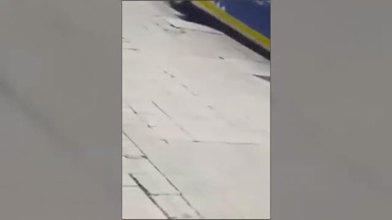 Las asociaciones en defensa de los animales piden que se investigue la actuación del agente de la Guardia Urbana que mató a un perro de un disparo