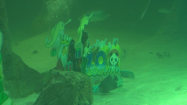 El Zoo Aquarium instala su tradicional Belén de tiburones