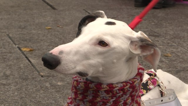 Organizaciones protestan contra el abandono de mascotas