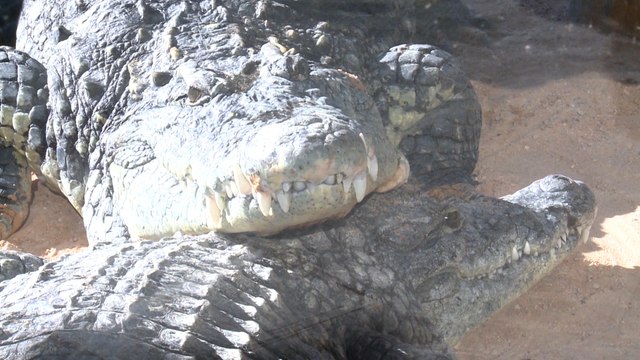 Taren y Dalila ya están instaladas en el Bioparc de Valencia