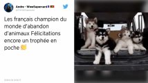 Les Français, champions d’Europe des abandons d’animaux, selon 30 Millions d’amis