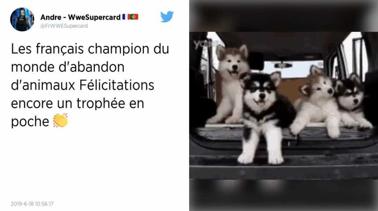 Les Français, champions d’Europe des abandons d’animaux, selon 30 Millions d’amis