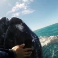 Une baleine grise vient demander des caresses à des humains