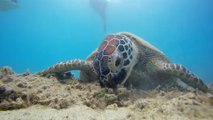 Los microplásticos afectan a todas las especies de tortugas marinas