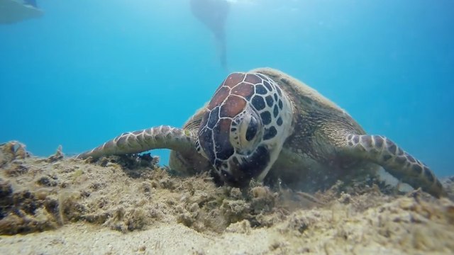 Los microplásticos afectan a todas las especies de tortugas marinas