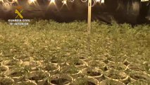 Liberadas 21 personas de origen asiático que vivían encerrados en naves de cultivo de cannabis
