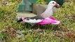 Pigeon in Pink! Photographer Snaps Shot of What Could Be a Rare Pink Pigeon