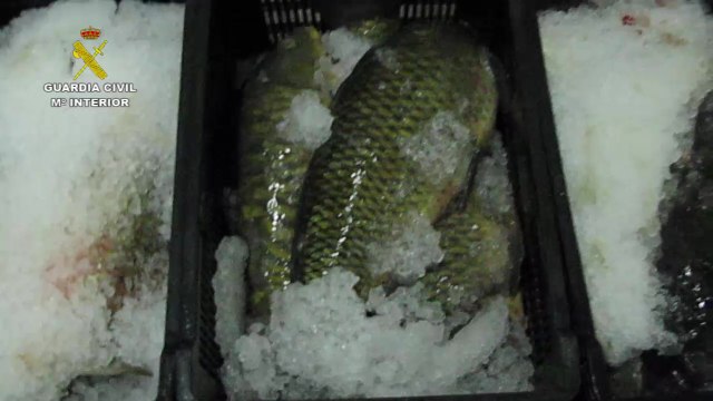 SEPRONA interviene 866 kilos de carpas y siluros no aptos para consumo humano