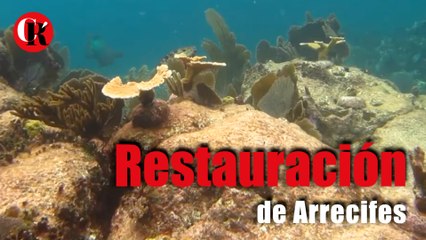 Restauración de Arrecifes