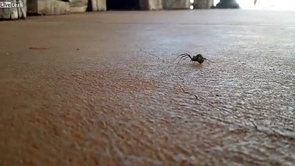 Cette petite araignée est la plus dangereuse du monde : Araignée RedBlack