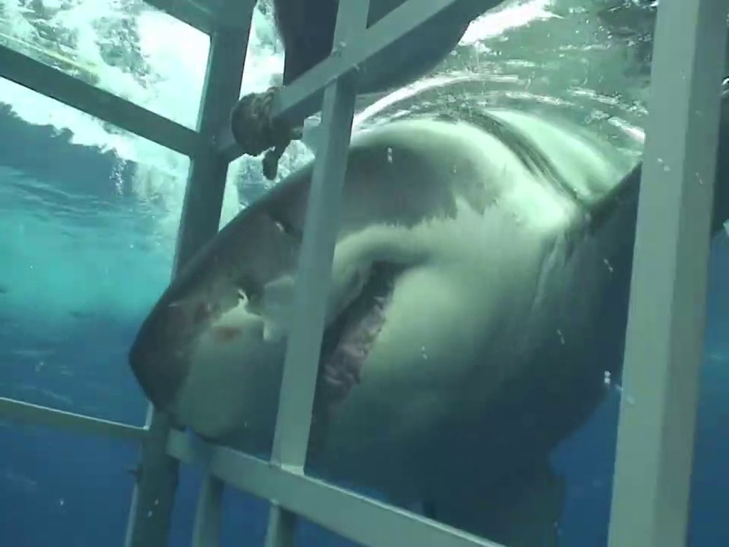 Un grand requin blanc vient croquer la cage de protection de ces plongeurs  - Guadalupe, Mexique - Vidéo Dailymotion