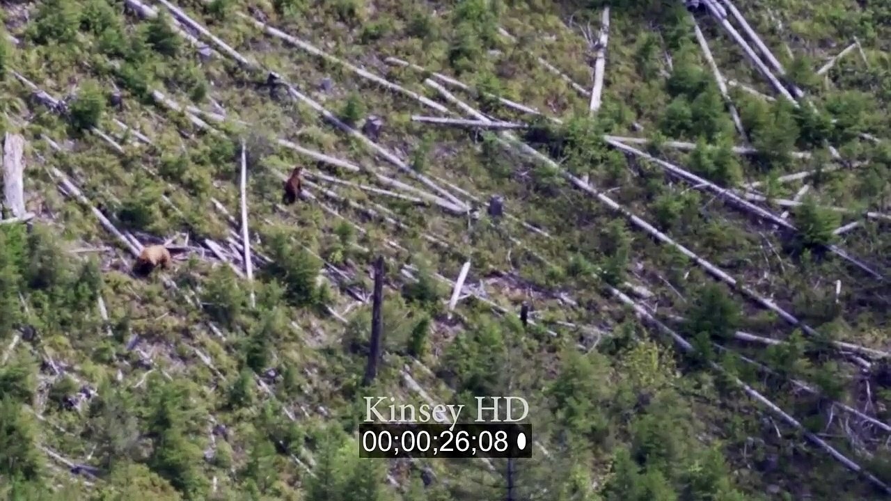 Un ours en chasse un autre et le poursuit jusqu'en haut d'un arbre de 30m !