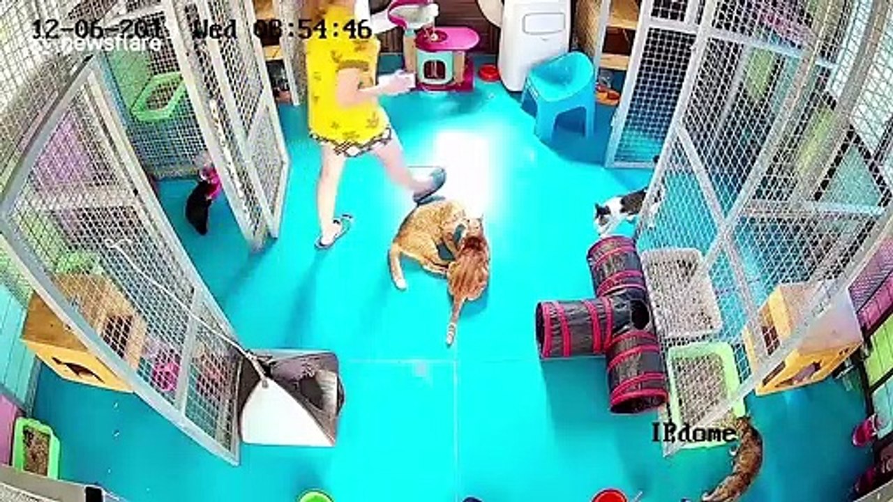 Ce chat vole la place d'une femme... "c'est ma chaise"