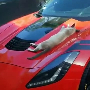 Il réveille un chat qui dort sur une voiture... Réaction hilarante