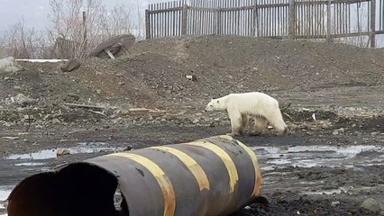 Urso polar é encontrado na Rússia