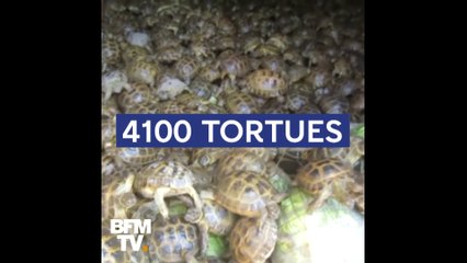 Скачать видео: Plus de 4000 tortues de contrebande saisies par les douanes russes