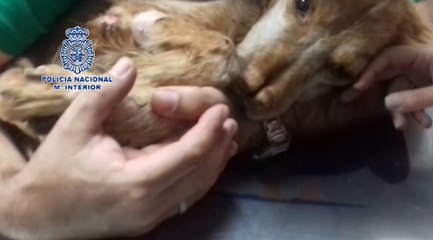 Detenidas diez personas por maltratar a 16 perros