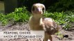 Peafowl Chicks Hatch at Brookfield Zoo