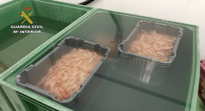 Guardia Civil interviene 153 toneladas de cigalas