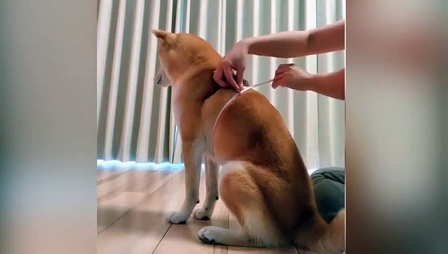Une maîtresse essaye de mesurer son chien puis son chat !