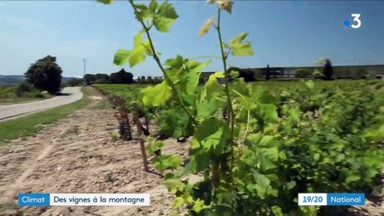 Espagne : des vignes plantées en altitude pour faire face à la sécheresse