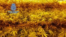 Intervenidas 728 plantas de marihuana en Albelda de Iregua
