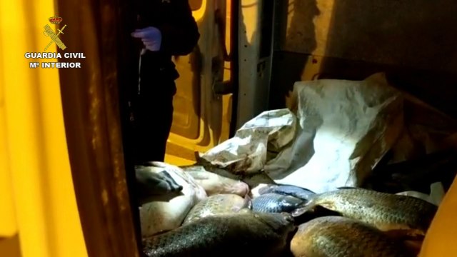 Incautados 761 Kg de siluros y carpas no aptos para consumo humano