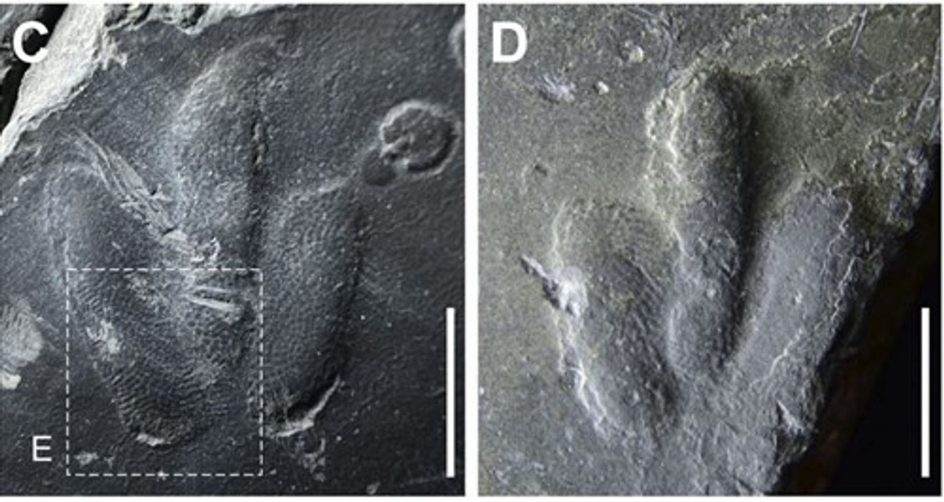 Halladas impresiones de piel de dinosaurio preservadas