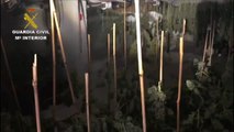Cuatro detenidos y 1.795 plantas intervenidas en una operación contra el tráfico de marihuana en Almería