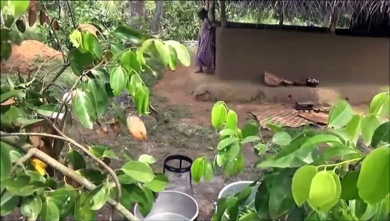 Le gombo Masala, Curry  Santé Alimentaire du Village par la grand-mère | la Vie du Village