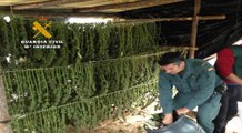 Guardia Civil desarticula una red de cultivo de marihuana 'outdoor'
