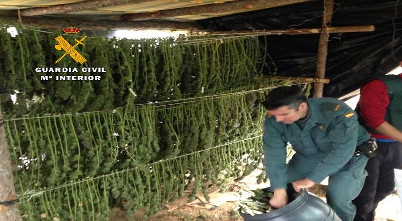 Guardia Civil desarticula una red de cultivo de marihuana 'outdoor'