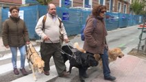 Invidentes y perros guía realizan un paseo reivindicativo