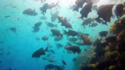 Great Barrier Reef Documentary movie
