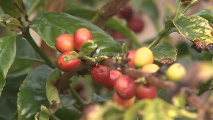 Canarias presume de uno de los mejores cafés del mundo