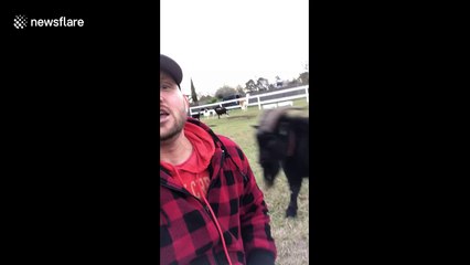 Billy goat in Texas refuses to be calmed down by owner's serenading