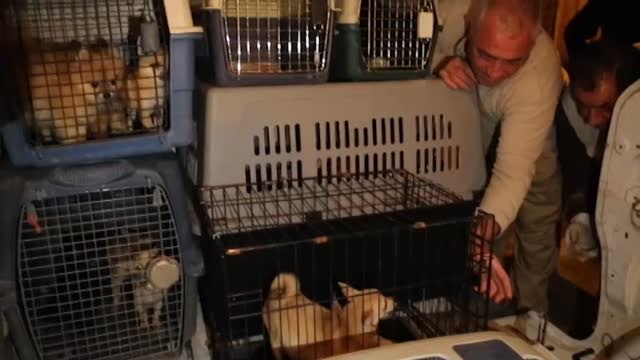 Desmantelado en Alicante un criadero de perros clandestino