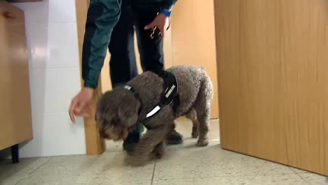 Los agentes caninos, imprescindibles en los casos de desapariciones