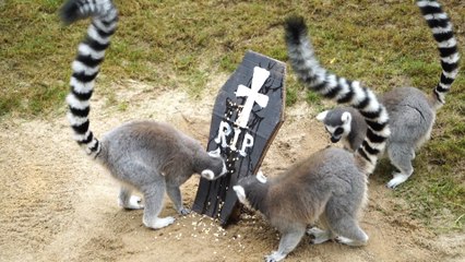 Bioparc Valencia celebra un Halloween "muy animal"