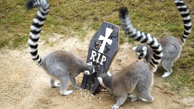 Bioparc Valencia celebra un Halloween muy animal