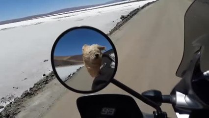 El perro viajero que recorre América del Sur