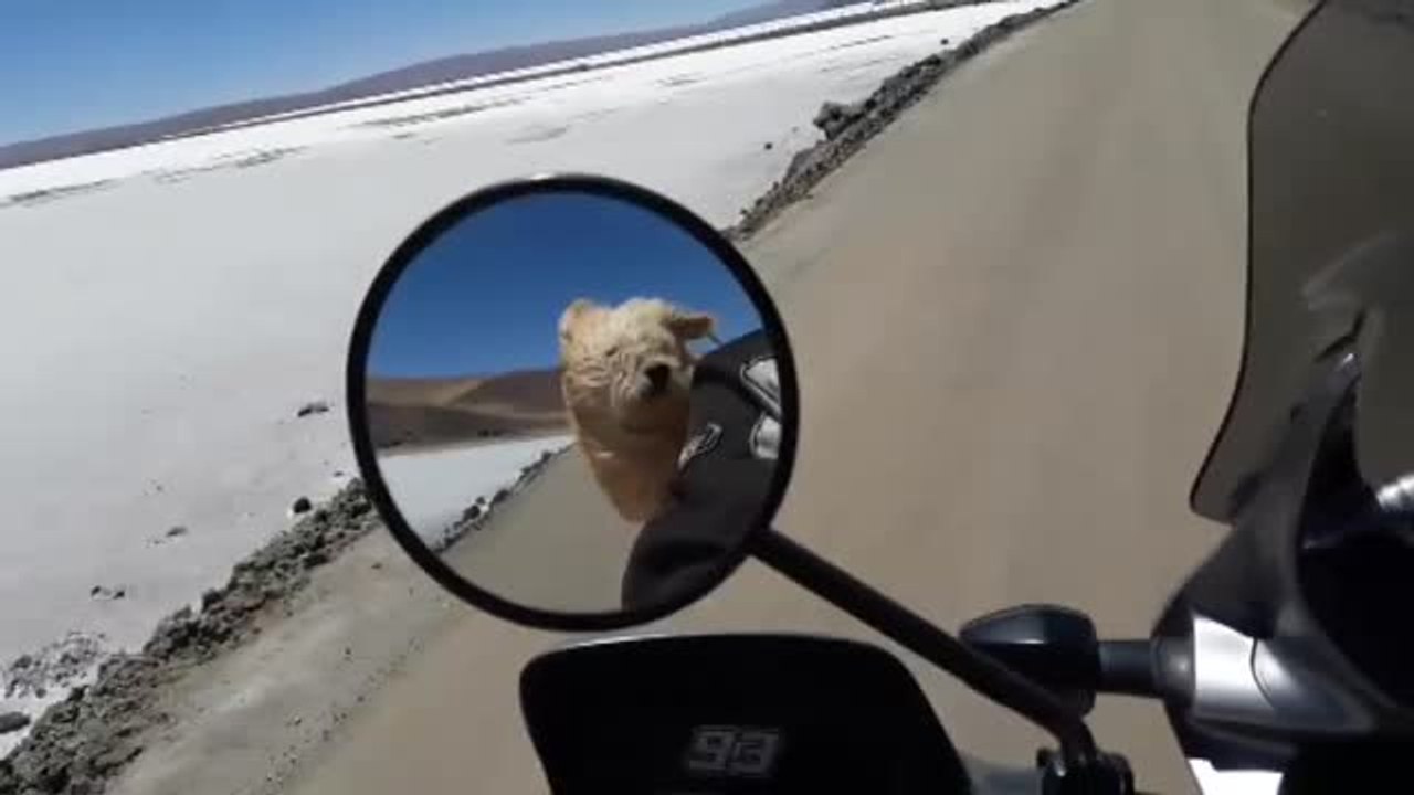 El perro viajero que recorre América del Sur