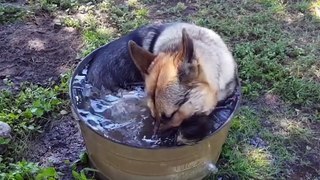 Does your dog love water! Dogs like to play with water