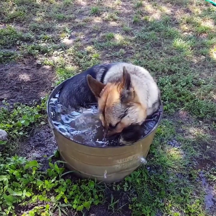 Does your dog love water! Dogs like to play with water