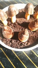 おもしろ？Twitterでバズった？本物？明治のあれを合体！してみたｗww