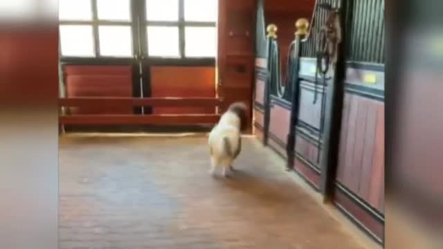 Un poni vuelve a andar a pesar de una deformación en las patas