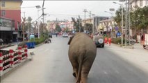 Un elefante salvaje destroza nueve coches al sudoeste de China